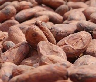 14/11/23 Cacao : après une 7e augmentation en trois mois, le prix du kilogramme de fèves atteint 2 000 FCFA au Cameroun